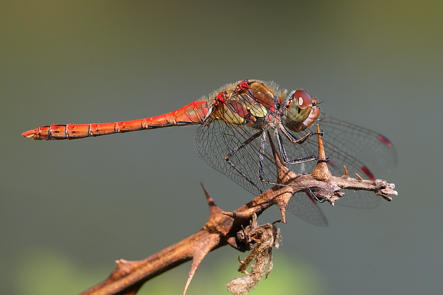 Due libellule da identificare - Sympetrum striolatum